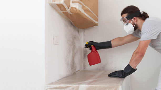 Basement Mold Remediation treatment on basement walls in Lockport