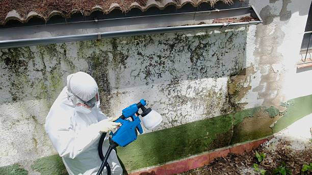 Mold Removal service in Lockport